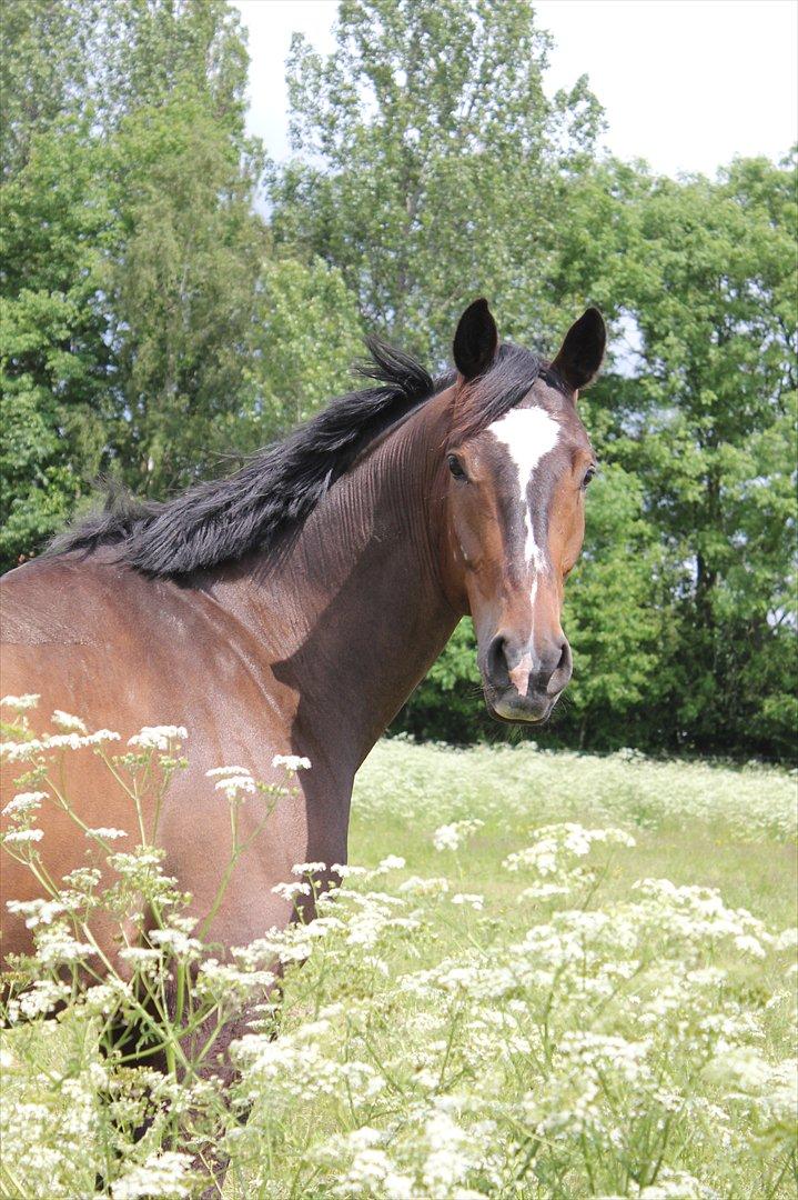 Dansk Varmblod Miti billede 13