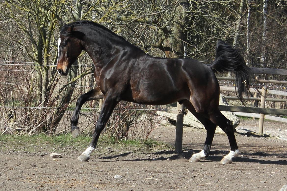 Dansk Varmblod Miti billede 14