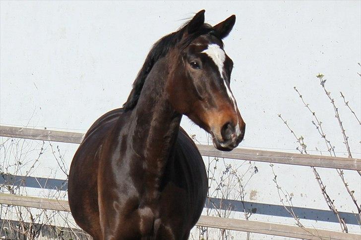 Dansk Varmblod Miti billede 16