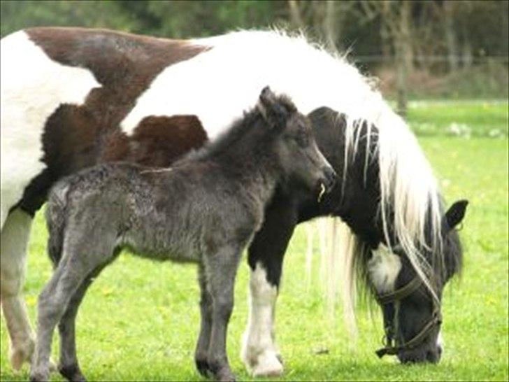Shetlænder Sandgaardens .W. Djipsy billede 14