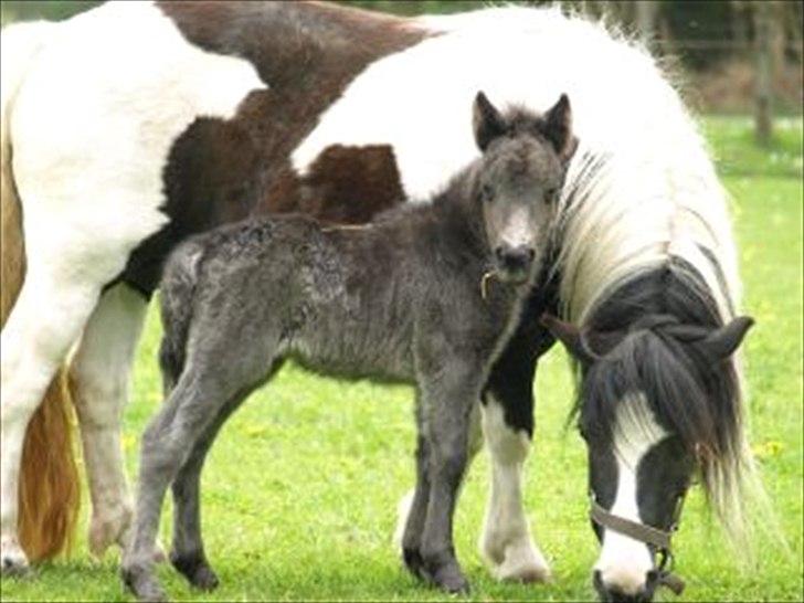 Shetlænder Sandgaardens .W. Djipsy billede 15
