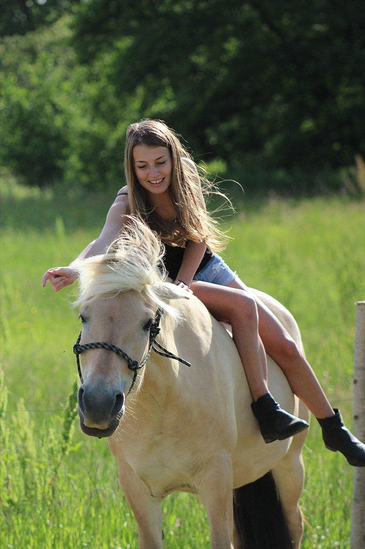 Fjordhest Bibi  - Vi skal v&#230;re tro mod det vi mener er rigtigt uanset hvor sv&#230;rt det er og hvor det f&#248;rer os hen. 1/7 - 2012 billede 1