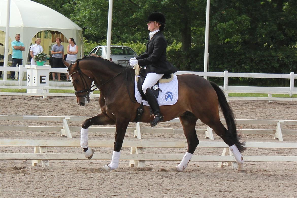 Dansk Varmblod Miti billede 19