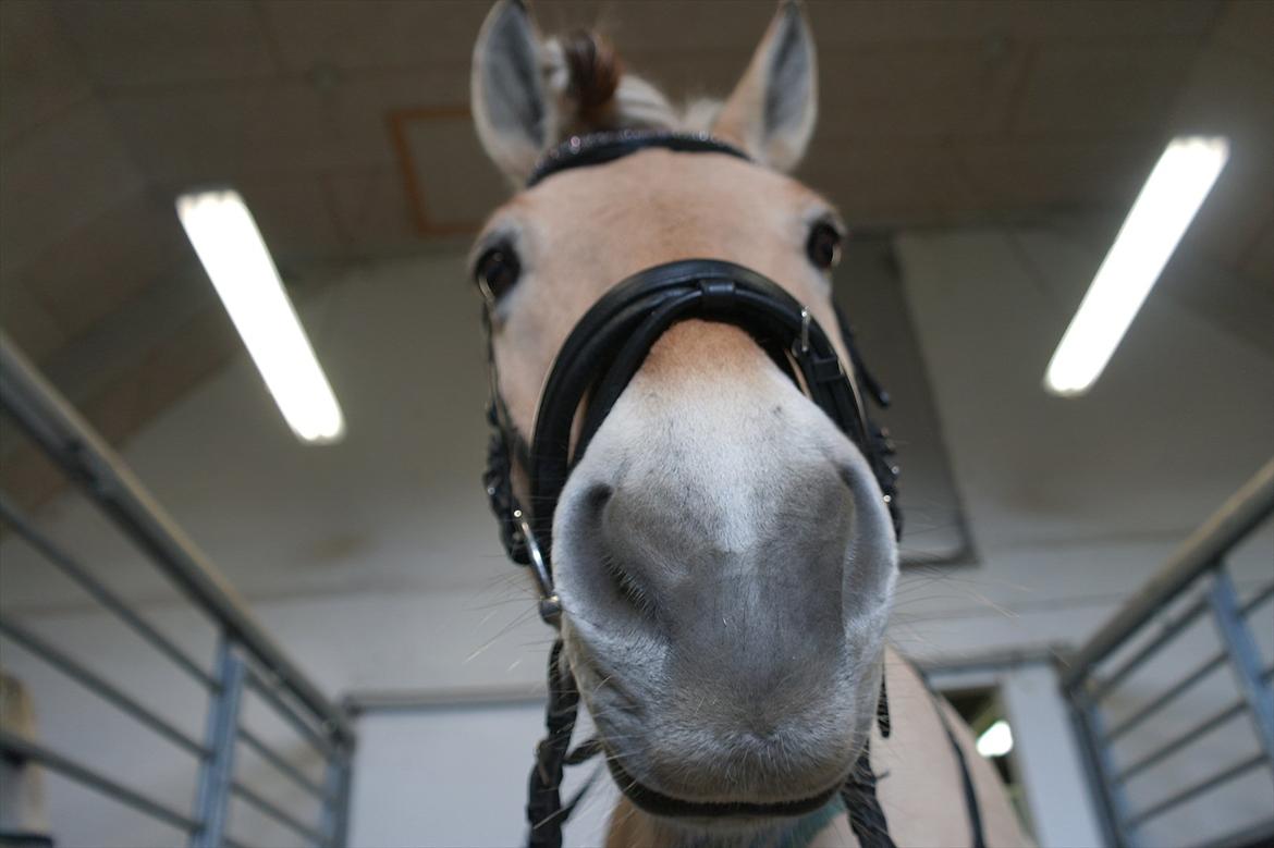 Fjordhest Frede <3 Guldponyen <2 - du er så sød frede :* foto mig billede 6