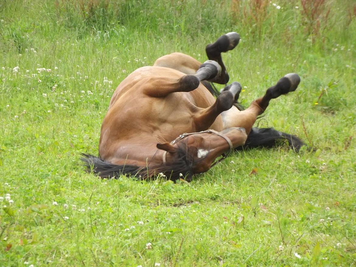 Anden særlig race Lille Luna (låne-pony) - Luna ruller sig efter en god ridetur;-) billede 5