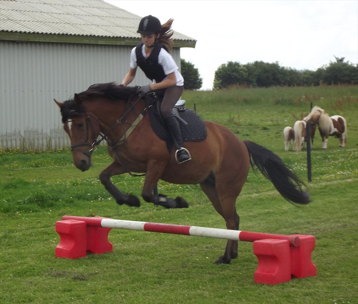 Anden særlig race Lille Luna (låne-pony) - Springer...:-D billede 4