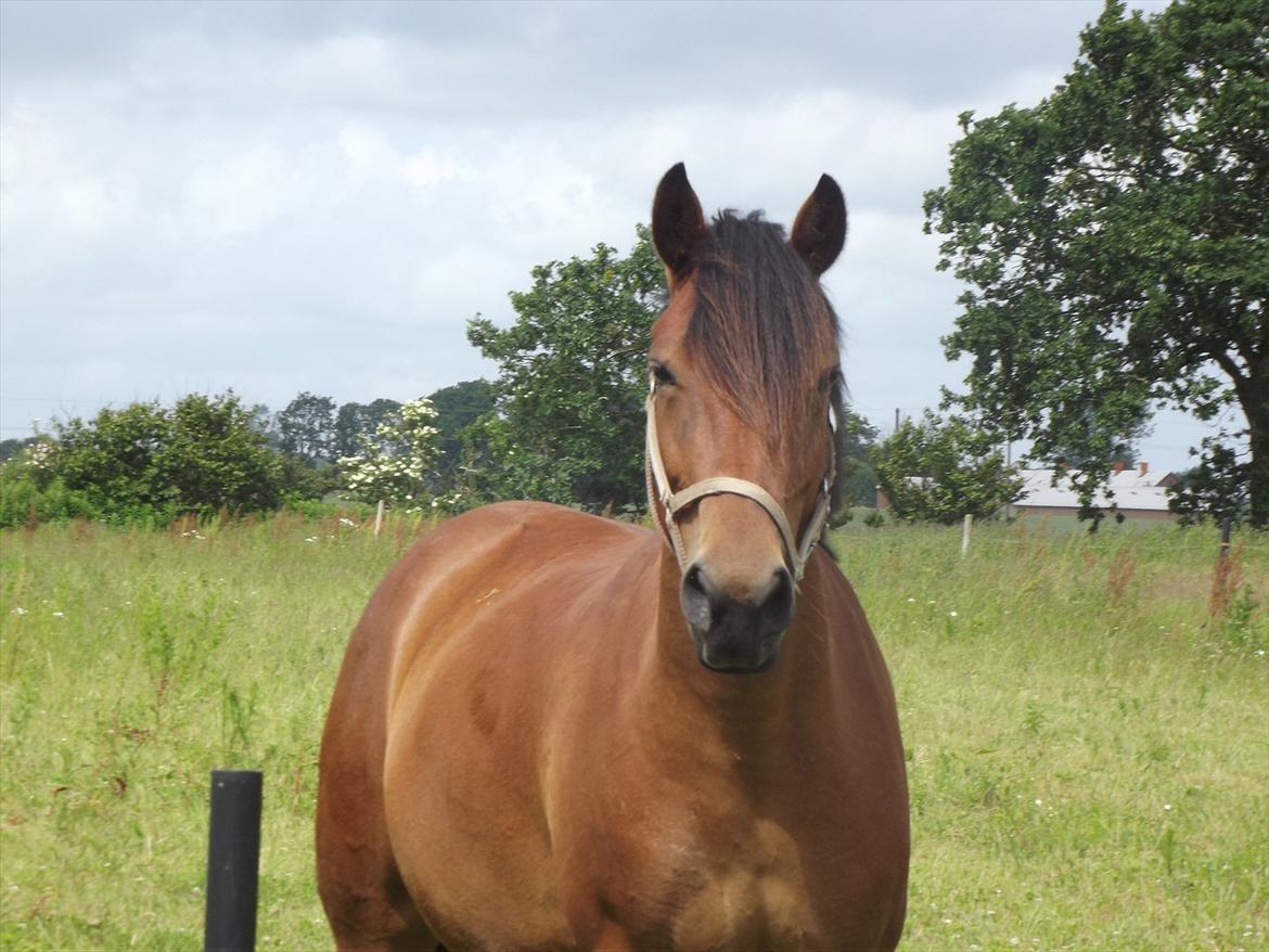 Anden særlig race Lille Luna (låne-pony) - ♥ billede 2