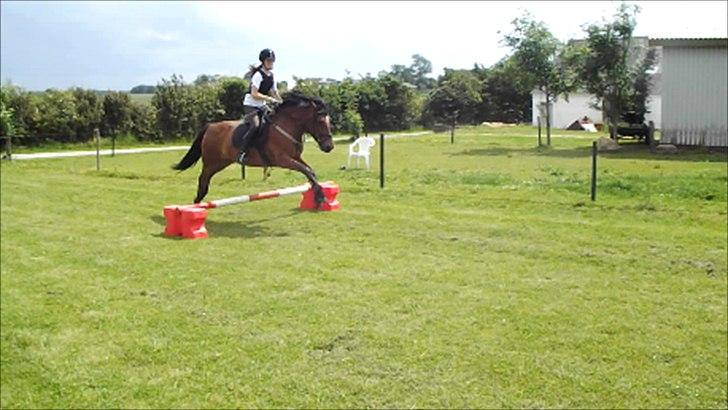 Anden særlig race Lille Luna (låne-pony) - Springer langt og højt over springet;-P billede 12