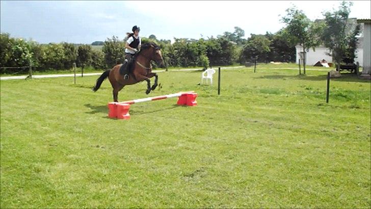 Anden særlig race Lille Luna (låne-pony) - Springer højt over springet!;-P billede 11