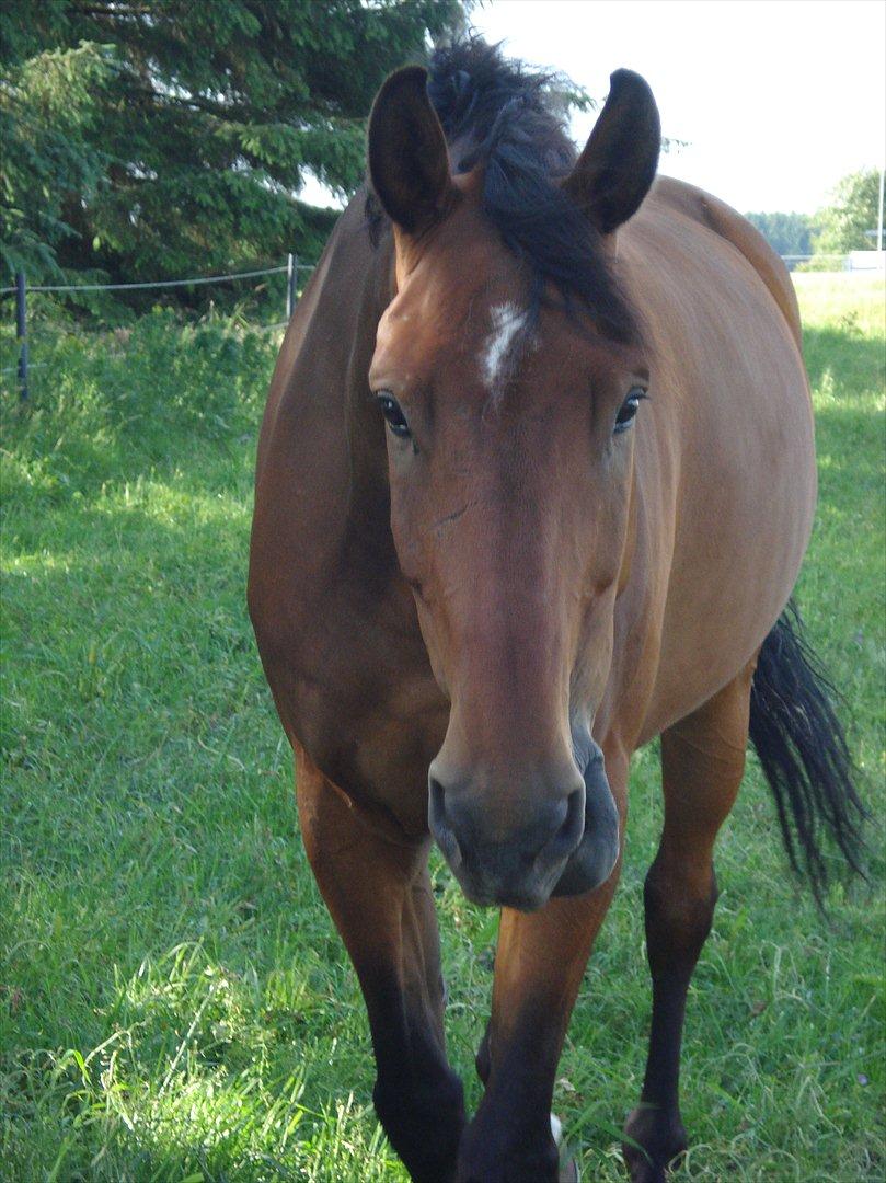 Dansk Varmblod Van Light - Velkommen :D billede 1