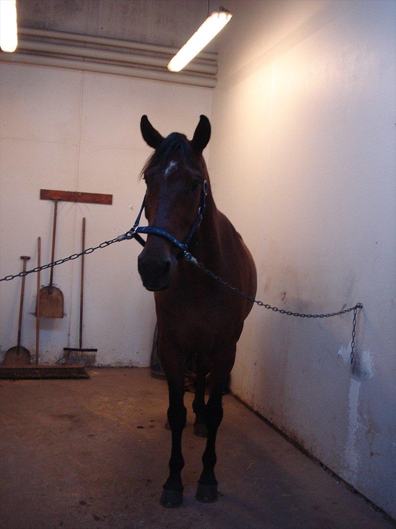 Dansk Varmblod Van Light - Så skal der hygges :* billede 2