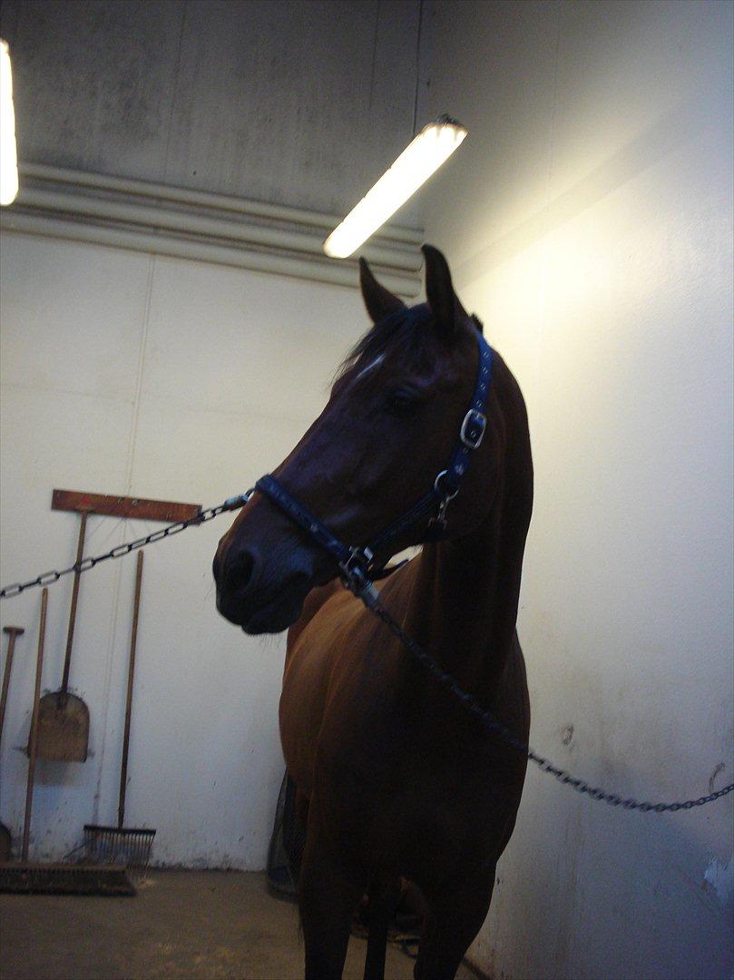 Dansk Varmblod Van Light - :*  billede 4