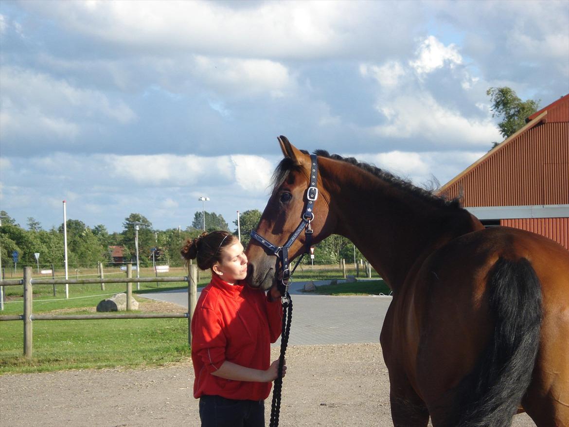 Dansk Varmblod Van Light - Du er nu en dejlig hest :* billede 6