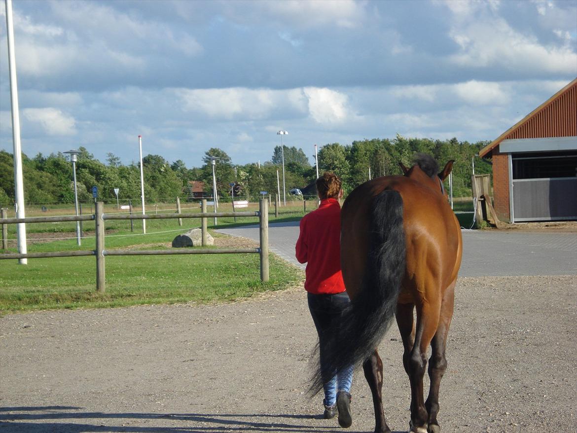 Dansk Varmblod Van Light - :D billede 7