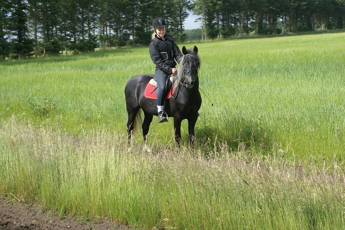 Anden særlig race Nørgårds Baltazar..<3 - Deeeejlige pony! billede 18