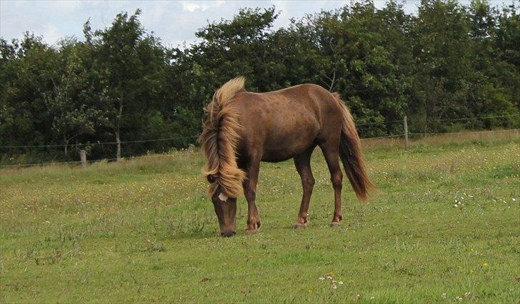 Islænder Aprilja Fra Vestmose billede 8