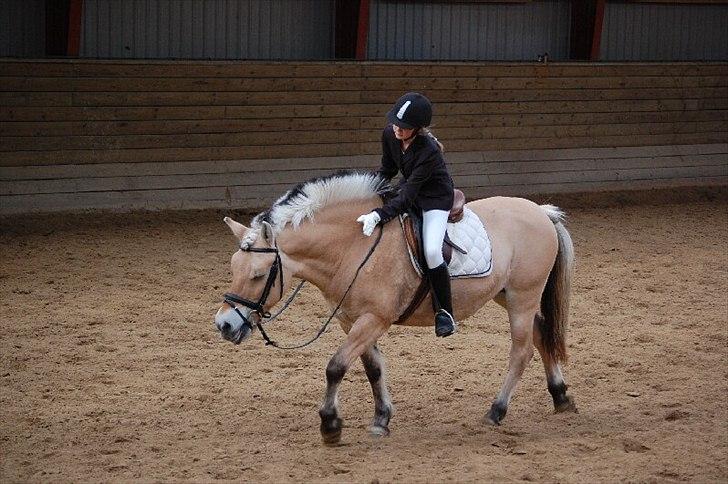 Fjordhest Tilde billede 12