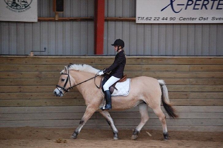 Fjordhest Tilde billede 8