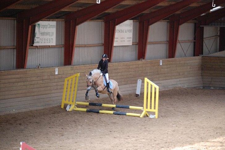 Fjordhest Tilde billede 3