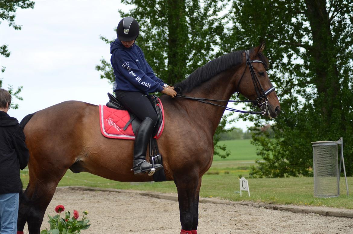 Dansk Varmblod Swingking havdal billede 11