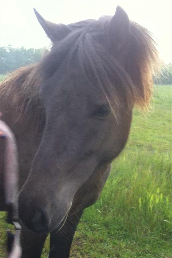 Islænder Røskva billede 7