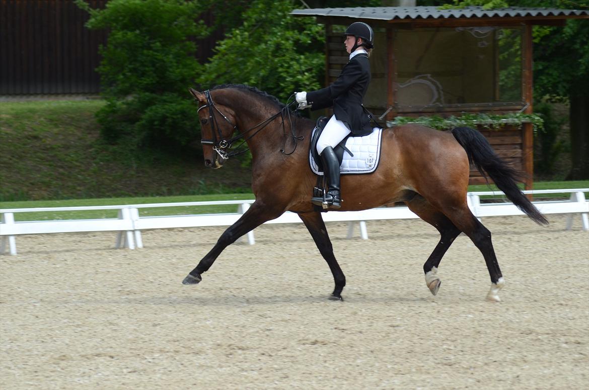 Dansk Varmblod Swingking havdal - Velkommen
DM 2012 billede 1