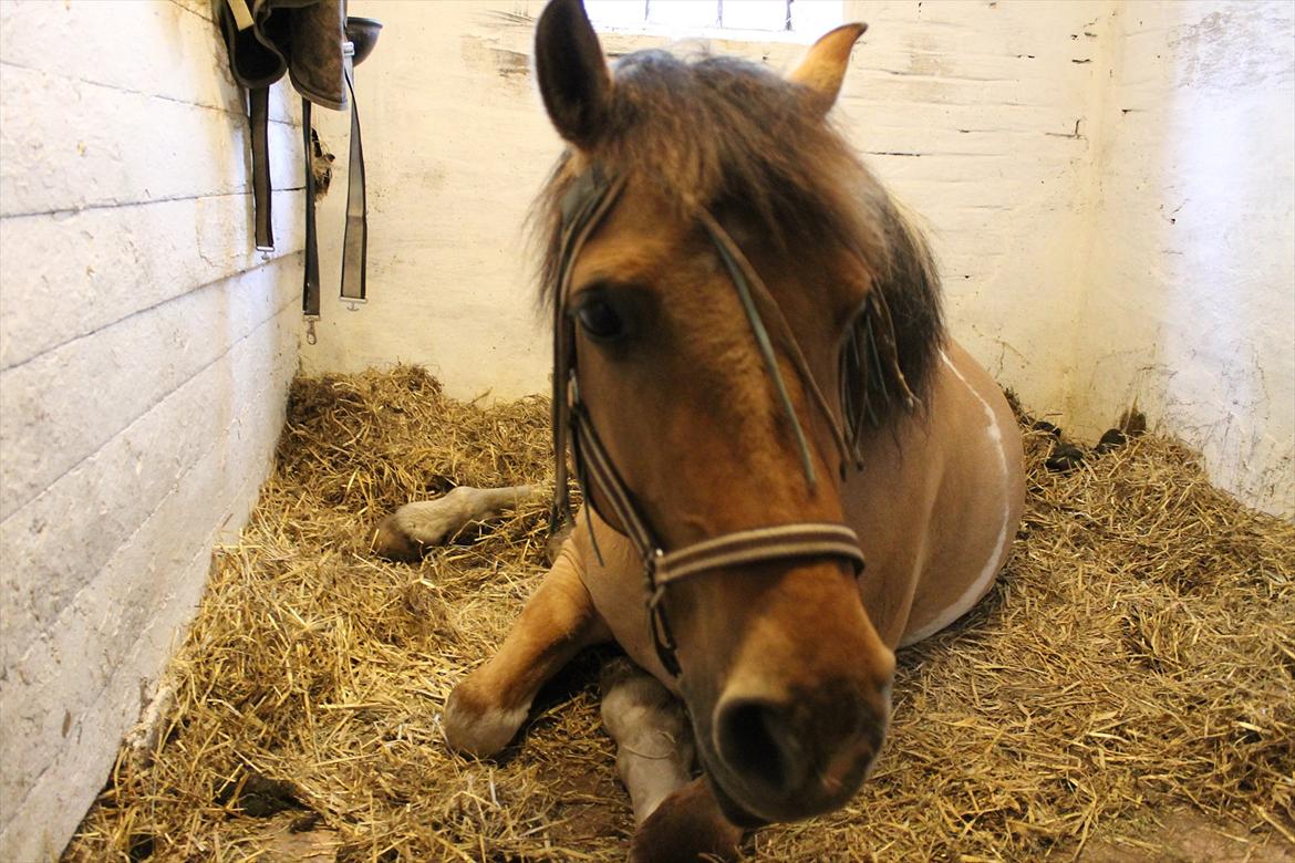 Anden særlig race Emma Merci (Min prinsesse) mit et & alt<3 - Tak for kigget!: Håber i ligger en hilsen og at vi ses igen :D billede 20