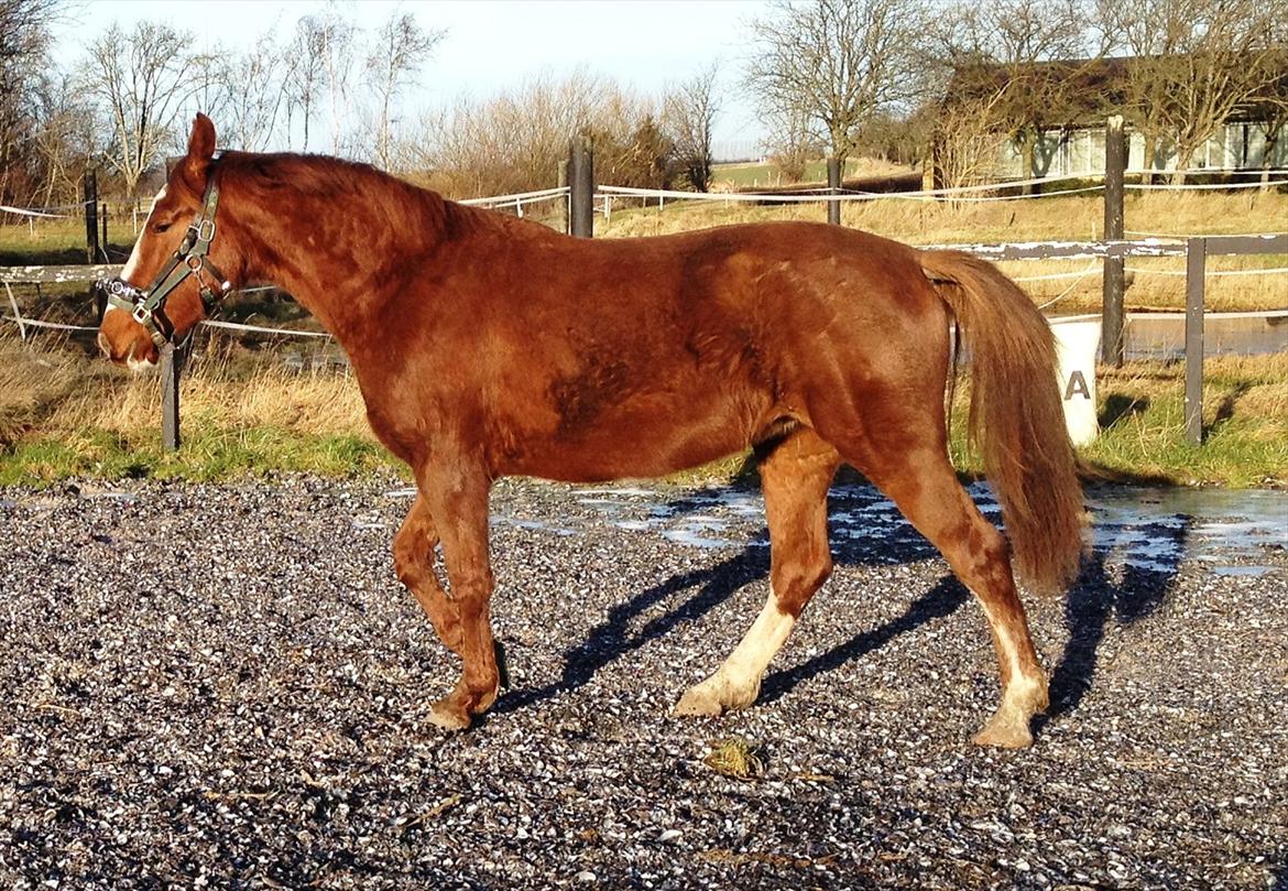 Anden særlig race Erika billede 11