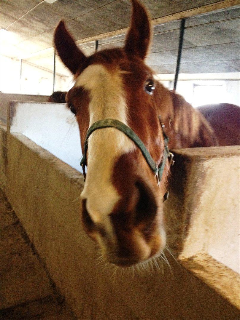 Anden særlig race Erika billede 12