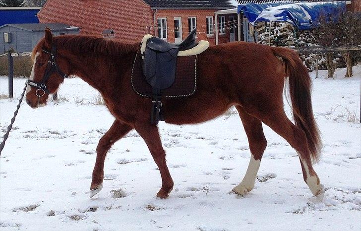 Anden særlig race Erika billede 13