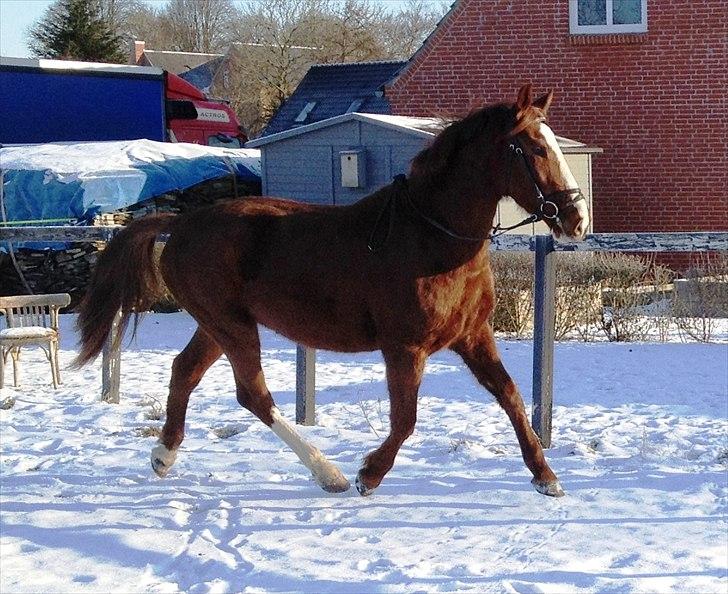 Anden særlig race Erika billede 14