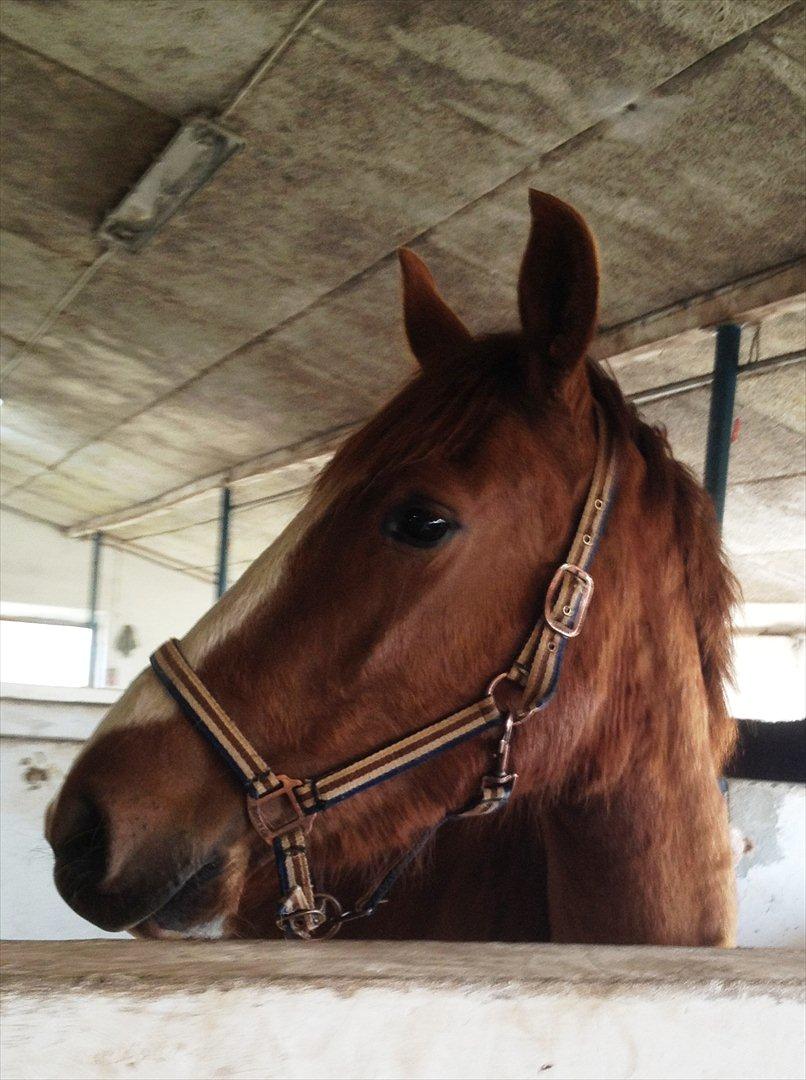 Anden særlig race Erika billede 15