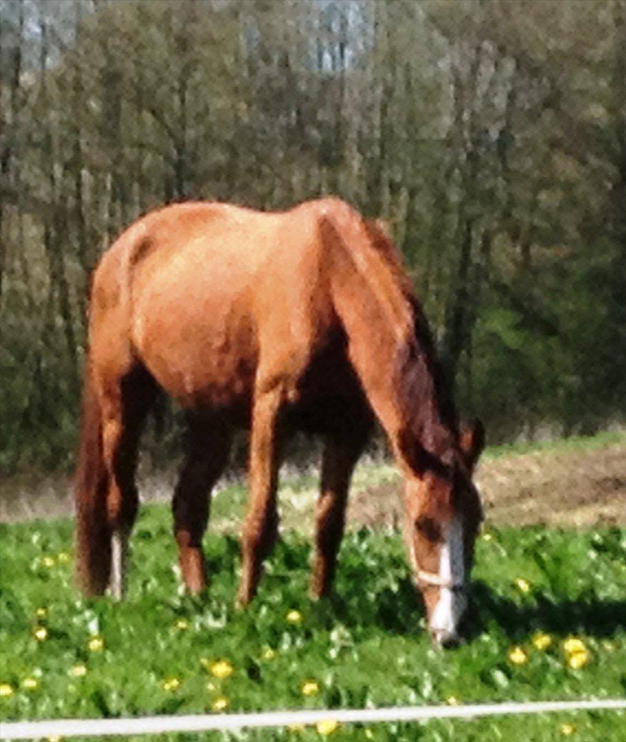 Anden særlig race Erika billede 16