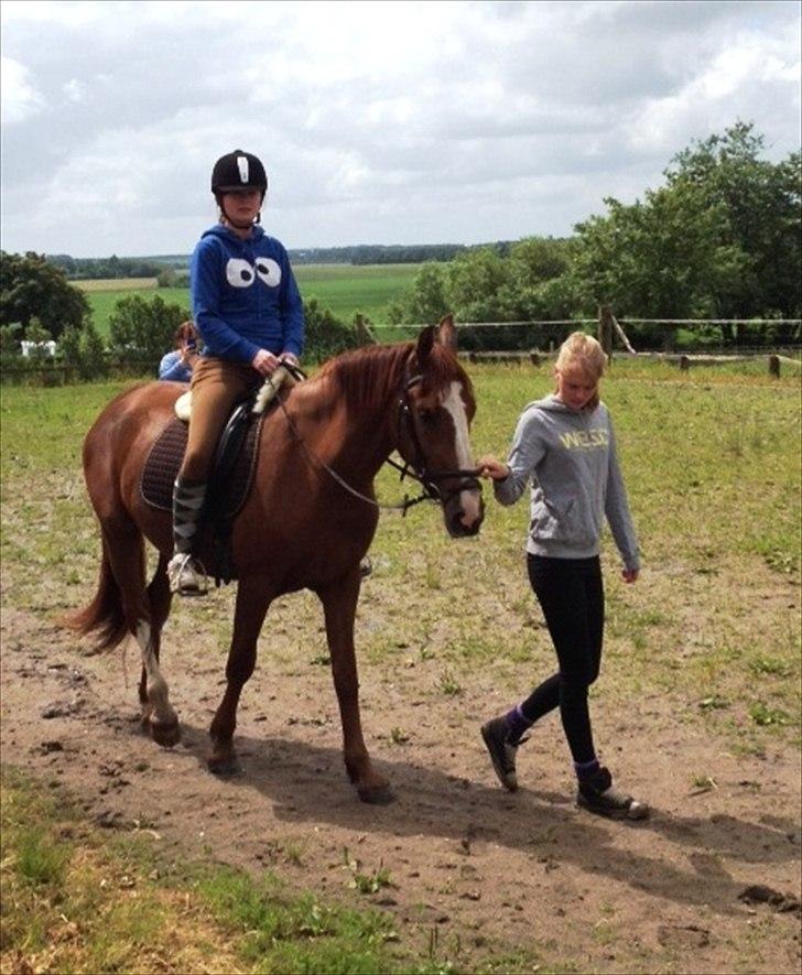 Anden særlig race Erika billede 17