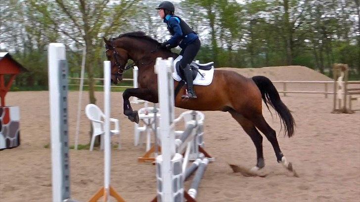 Dansk Varmblod Swingking havdal - Spring i NVR billede 12