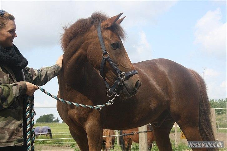 New Forest Berktzicht Ronald (Bruce) R.I.P  billede 2