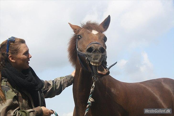 New Forest Berktzicht Ronald (Bruce) R.I.P  billede 3