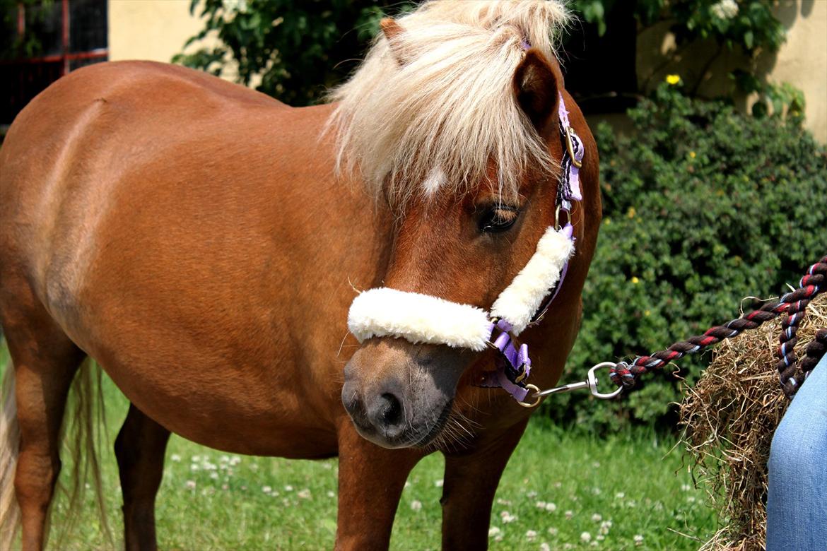 Shetlænder Bella <3 billede 18