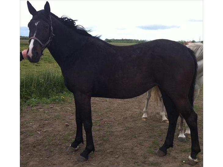 {{currentPhoto.altText}} billede {{currentPhoto.number}}