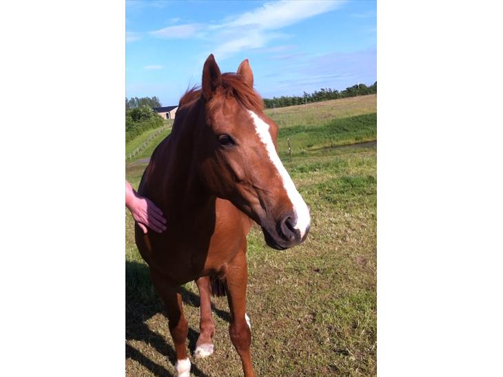 {{currentPhoto.altText}} billede {{currentPhoto.number}}