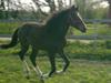 New Forest Lillevangs Loke [Tidl. part]