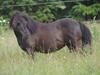 Shetlænder Tasha [Tidl. hest]