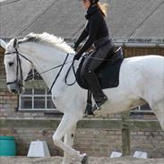 Trakehner LucieIII(Petruska)