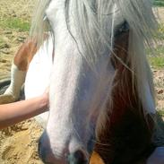 Irish Cob Cosy Beautey Báine (Bounty)