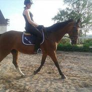 Trakehner Lorina ( Part )