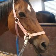 Trakehner Lorina ( Part )