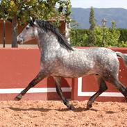 Pura Raza Española Chicuelo