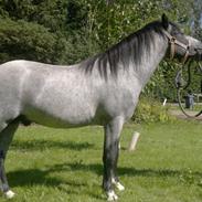 Welsh Mountain (sec A) Lærkegårdens Blaze