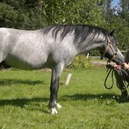 Welsh Mountain (sec A) Lærkegårdens Blaze