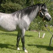 Welsh Mountain (sec A) Lærkegårdens Blaze